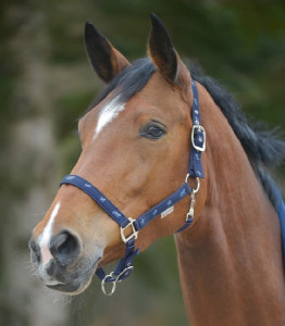 Waldhausen Kantar Little Horse navy pony