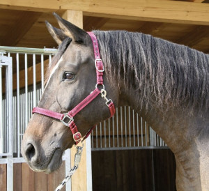 KERBL Kantar Mustang czerwony Pony