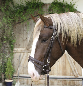 KERBL Ogłowie Carthorse duże dla koni zimnokrwistych brązowe