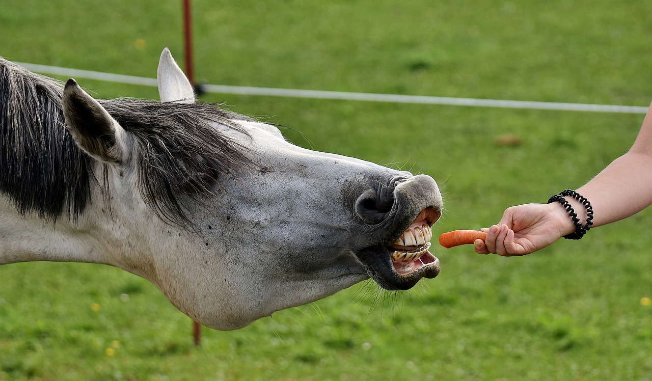 Przysmaki dla konia - zdrowe smakołyki dla konia