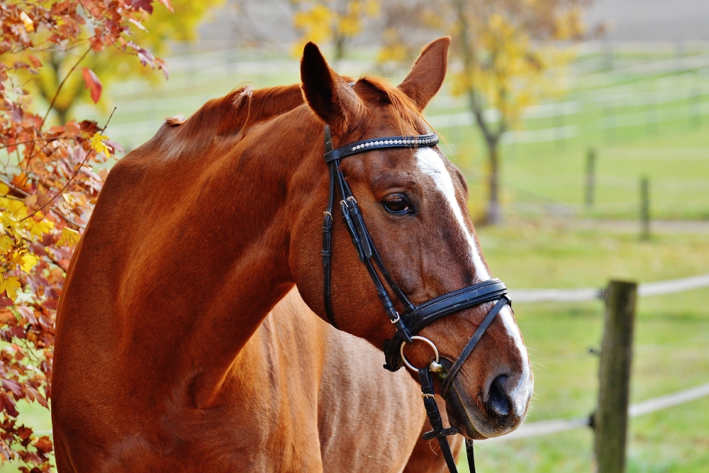 Rodzaje wędzideł stosowanych w jeździectwie